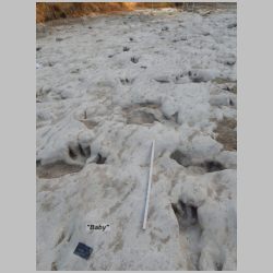 DSCN0710cr Baby n thereopods N side.jpg